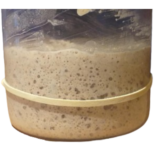 levain_lakota-removebg-preview photo levain lakota