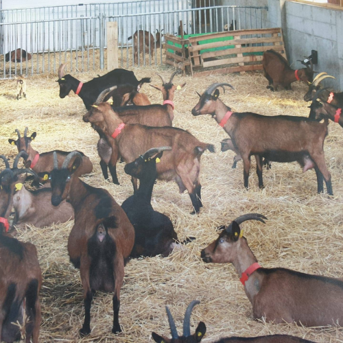 image de la chevrerie de l'abergement
