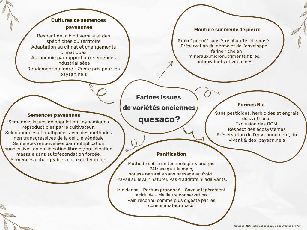 schéma explicatif des farines issues de variétés anciennes