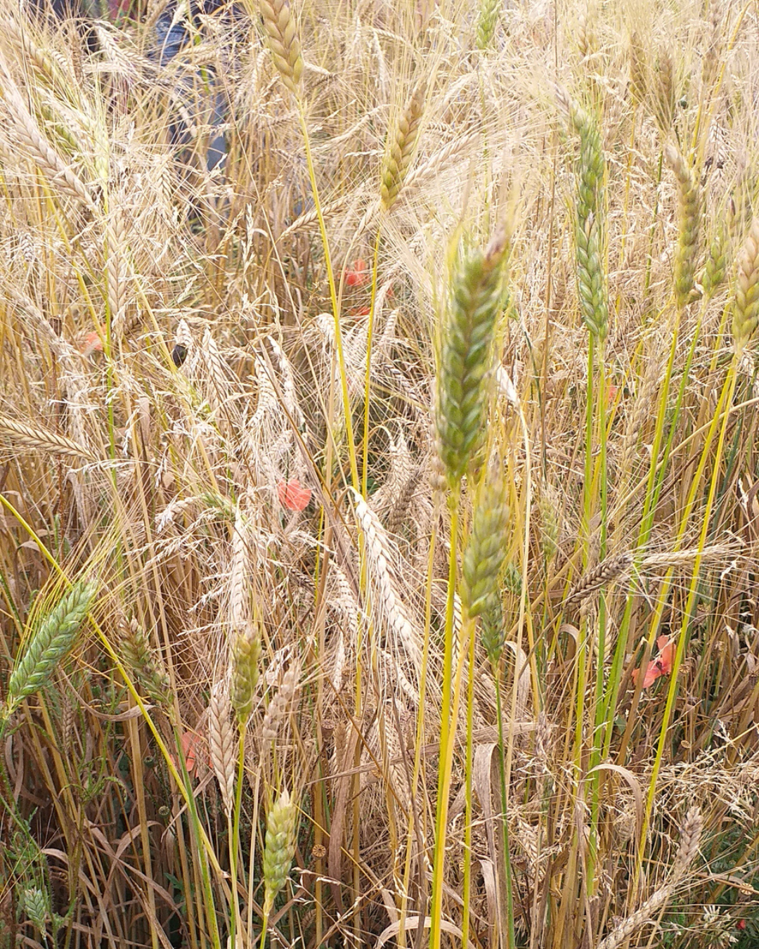 photo des blés et cérales utilisés pour moudre les farines locales et de variétés anciennes 