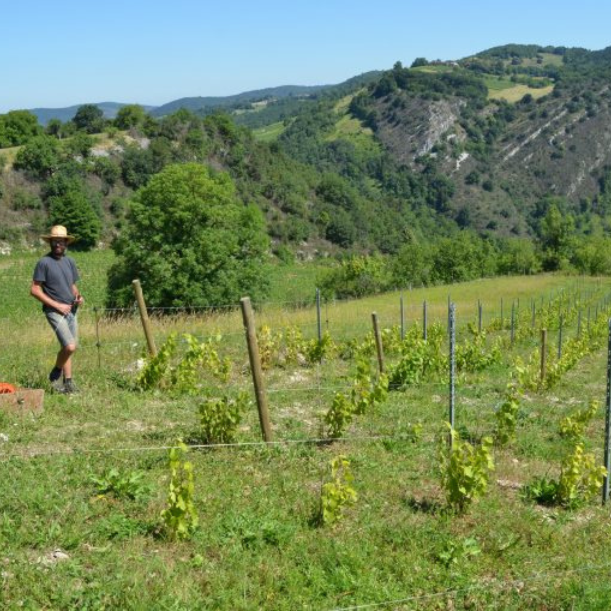 Photo d'alexis Balivet dans ces vignes, vigneron Cerdon Bio