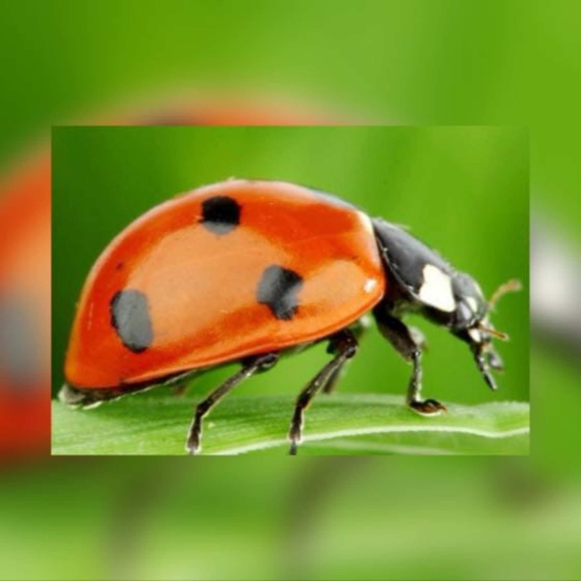 logo de l'association coccinelles capucines et cie